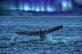 Do Aurora-Causing Solar Storms Mess with Migrating Wildlife?