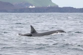 Iceland’s Orca Pods Mysteriously Include Baby Pilot Whales