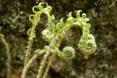 Ferns’ ‘Backward’ Evolution Reveals Life’s Meandering Path