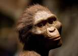 Ancient Hominin Lucy Wasn’t as Hairy as We Imagine