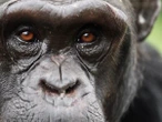Chimpanzee Metacognition Allows Humanlike Belief Revision