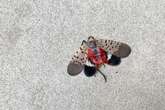 Why Are There Fewer Spotted Lanternflies in New York City?