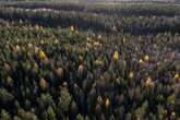 Scientists Warn against Treating Forests as Carbon Commodities