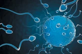 Wiggling Sperm Power a New Male Fertility Test