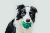 Dogs with Large Vocabularies Can Understand Category Words, Not Just Names