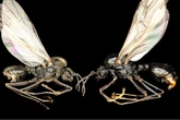 Ant Queens Birth Hybrid Offspring Using Another Species' Sperm