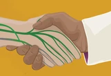 How Scientists Finally Learned That Nerves Regrow—Even in the Adult Brain