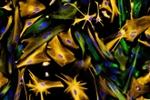 Proof That Adult Brains Make New Neurons Settles Scientific Controversy