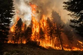 Forest Preservation, Tree Planting Could Actually Worsen Climate Change