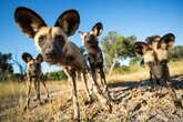 Puppy-Dog Eyes in Wild Canines Sparks Rethink on Dog Evolution