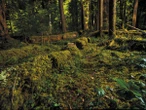 Dead Trees Hide a Complex World Crucial to Forest Ecology and Climate