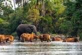 Revealed: Elephants and Gorillas Hang Out in Hidden Playgrounds