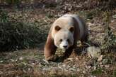 Rare Brown Panda Mystery Solved after 40 Years