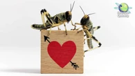 Nathan Lents’s New Book Explores How Animal Behavior and Evolution Challenge Binary Sex and Gender Norms
