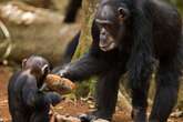 Chimps Share Knowledge Like Humans Do, Spurring Innovation