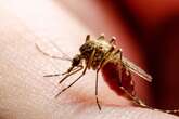 West Nile Cases Are Rising. Here’s How to Protect Yourself