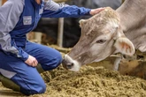 Could Bird Flu Spread between Humans? Here’s What It Would Take