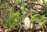 World’s Largest Known Genome Discovered in Small, Unassuming Fern