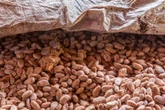 Laboratory Microbes Put Chocolate Flavors under Scientists’ Control