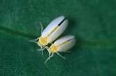 Stolen Bacterial Genes Helped Whiteflies to Become the Ultimate Pests