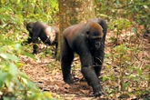 Gorilla Gourmets Are Actually Truffle Hunting