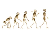 How Key Changes to the Pelvis Helped Humans Walk Upright