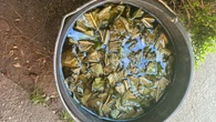 Zrób ciasto, a liśćmi nakarm borówkę amerykańską. Obsypie się kilogramami owocami