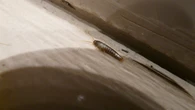 Rybiki cukrowe uwielbiajÄ jedno miejsce w domu. UsuĹ problem, a przestanÄ wracaÄ