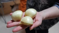 Czosnek w wersji XXL. Jedna gĹĂłwka waĹźy pĂłĹ kilograma. Wyprze tradycyjnÄ odmianÄ?
