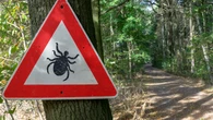 10 razy więcej niż w lasach. Plaga kleszczy w Warszawie. Badania UW zszokowały nawet naukowców