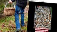Pan Marcin idzie na rekord? 3 godziny w lesie i 400 borowikĂłw. "BrakĹo miejsca w koszach"