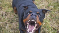 Nie pitbulle ani rottweilery. Trenerka wskazuje najbardziej agresywne psy
