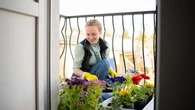 Najlepsze kwiaty na balkon na wrzesieĹ. Te odmiany przetrwajÄ chĹodniejsze dni