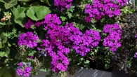 Pelargonie przy niej chowajÄ siÄ ze wstydem. BÄdzie zdobiÄ balkon aĹź do jesieni