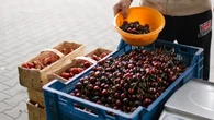 CzereĹnie juĹź kuszÄ na targach, ale cena odbiera apetyt. Ile kosztuje 1 kg w 2026 roku?