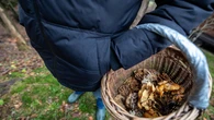 Nie tylko kurki i pieczarki. KtĂłre grzyby z blaszkami sÄ jadalne? [ZDJÄCIA]