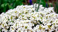 Pelargonie i dzwonki nie mają szans. "Dywanowa" roślina ozdobi skalniak kwiatowymi łanami