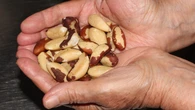 SÄ naturalnÄ tarczÄ dla serca i mĂłzgu. Jednak uwaĹźaj z tymi orzechami. MogÄ teĹź szkodziÄ