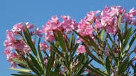 Oleander nie kwitnie i gubi liĹcie? Zanim dolejesz wody, sprawdĹş jednÄ rzecz
