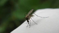 Pijesz to latem? Komary majÄ wtedy "ucztÄ". Efekt poczujesz od razu