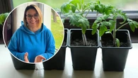 "Myziaj" sadzonki raz dziennie, a odwdziÄczÄ siÄ siĹÄ. DziaĹa lepiej niĹź niejeden nawĂłz