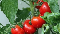 Pomidory rosnÄ w dĂłĹ zamiast w gĂłrÄ. Trik ratuje coĹ waĹźnego na balkonie