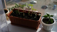 Sadzonki cienkie jak nitki? Jeden trik sprawia, Ĺźe rosnÄ grube i mocne