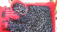 Lubisz jagody? Po zbiorach zawsze rób jedną rzecz. Inaczej zamiast deseru czeka cię leczenie