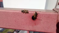 Osy szturmujÄ twĂłj balkon? To nie przypadek. Na szczÄĹcie Ĺatwo je przepÄdzisz