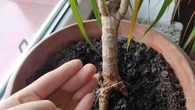 Z kuchni prosto do doniczki. Ta przyprawa ratuje rośliny. Zakwitną jak nigdy dotąd