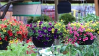 Zapomnij o pelargoniach. Milion dzwonkĂłw zamieni balkon w kolorowÄ kaskadÄ aĹź do jesieni