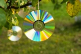 Zawsze wieszam płyty CD na drzewach. Irytujący problem mam z głowy