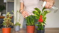 Zieleń dosłownie rozkwita w ich dłoniach. Dwa znaki zodiaku mają naturalny dar do roślin