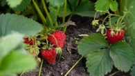 Truskawki bÄdÄ wiÄksze i sĹodsze. Ogrodnicy od lat stosujÄ ten naturalny trik
